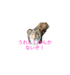 シェルティアシュちゃんのふんわりスタンプ（個別スタンプ：2）