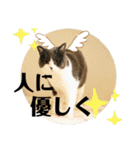 にゃんこ日常つかえるスタンプ（個別スタンプ：2）