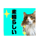 にゃんこ日常つかえるスタンプ（個別スタンプ：9）