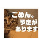 にゃんこ日常つかえるスタンプ（個別スタンプ：10）