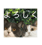 にゃんこ日常つかえるスタンプ（個別スタンプ：12）