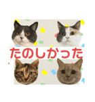 にゃんこ日常つかえるスタンプ（個別スタンプ：14）