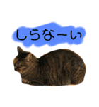 にゃんこ日常つかえるスタンプ（個別スタンプ：15）