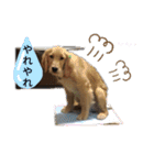 ひなまつり4（個別スタンプ：13）
