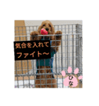 ひなまつり4（個別スタンプ：19）