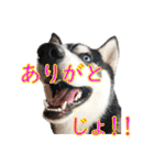 ゆかいなハスキーズ（個別スタンプ：2）