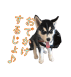 ゆかいなハスキーズ（個別スタンプ：5）