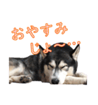 ゆかいなハスキーズ（個別スタンプ：7）