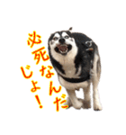 ゆかいなハスキーズ（個別スタンプ：9）