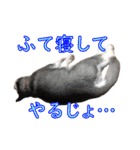 ゆかいなハスキーズ（個別スタンプ：10）