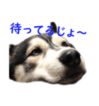ゆかいなハスキーズ（個別スタンプ：13）