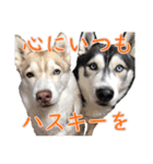 ゆかいなハスキーズ（個別スタンプ：18）