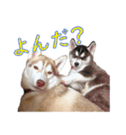 ゆかいなハスキーズ（個別スタンプ：22）