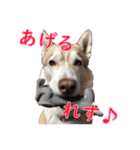ゆかいなハスキーズ（個別スタンプ：23）