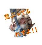 ゆかいなハスキーズ（個別スタンプ：24）