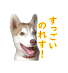 ゆかいなハスキーズ（個別スタンプ：31）
