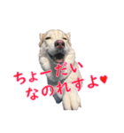 ゆかいなハスキーズ（個別スタンプ：33）