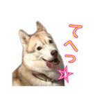 ゆかいなハスキーズ（個別スタンプ：34）