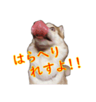 ゆかいなハスキーズ（個別スタンプ：36）