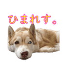 ゆかいなハスキーズ（個別スタンプ：37）