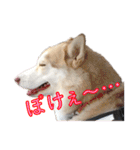 ゆかいなハスキーズ（個別スタンプ：38）