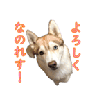 ゆかいなハスキーズ（個別スタンプ：39）