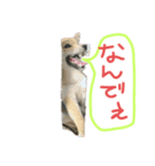 ブサカワ柴犬きなこ（個別スタンプ：1）