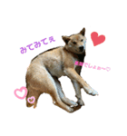 ブサカワ柴犬きなこ（個別スタンプ：2）