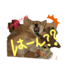 ブサカワ柴犬きなこ（個別スタンプ：3）