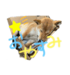 ブサカワ柴犬きなこ（個別スタンプ：4）