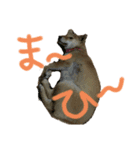 ブサカワ柴犬きなこ（個別スタンプ：5）
