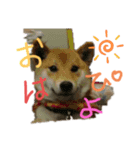 ブサカワ柴犬きなこ（個別スタンプ：6）