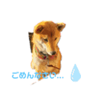 ブサカワ柴犬きなこ（個別スタンプ：7）