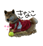 ブサカワ柴犬きなこ（個別スタンプ：8）