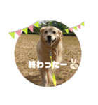 うちのこスタンプパート4（個別スタンプ：1）