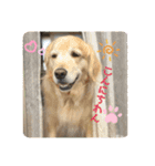 うちのこスタンプパート4（個別スタンプ：9）