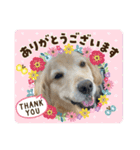 うちのこスタンプパート4（個別スタンプ：14）