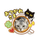 うちのこスタンプパート4（個別スタンプ：19）