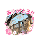 うちのこスタンプパート4（個別スタンプ：22）