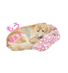 うちのこスタンプパート4（個別スタンプ：23）