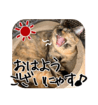猫の館ME LINE スタンプ Vol.1（個別スタンプ：1）