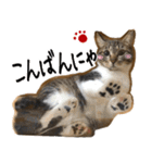 猫の館ME LINE スタンプ Vol.1（個別スタンプ：2）