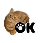 猫の館ME LINE スタンプ Vol.1（個別スタンプ：3）
