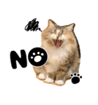 猫の館ME LINE スタンプ Vol.1（個別スタンプ：4）