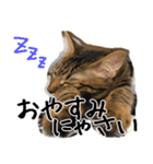 猫の館ME LINE スタンプ Vol.1（個別スタンプ：8）