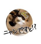猫の館ME LINE スタンプ Vol.1（個別スタンプ：10）