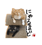 猫の館ME LINE スタンプ Vol.1（個別スタンプ：11）
