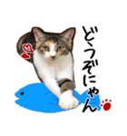 猫の館ME LINE スタンプ Vol.1（個別スタンプ：12）