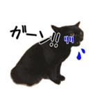 猫の館ME LINE スタンプ Vol.1（個別スタンプ：13）