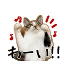 猫の館ME LINE スタンプ Vol.1（個別スタンプ：15）